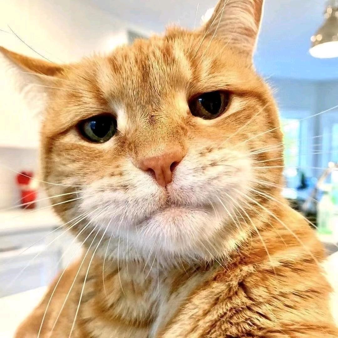 不吃胡萝卜₍ᐢ..ᐢ₎ ༘