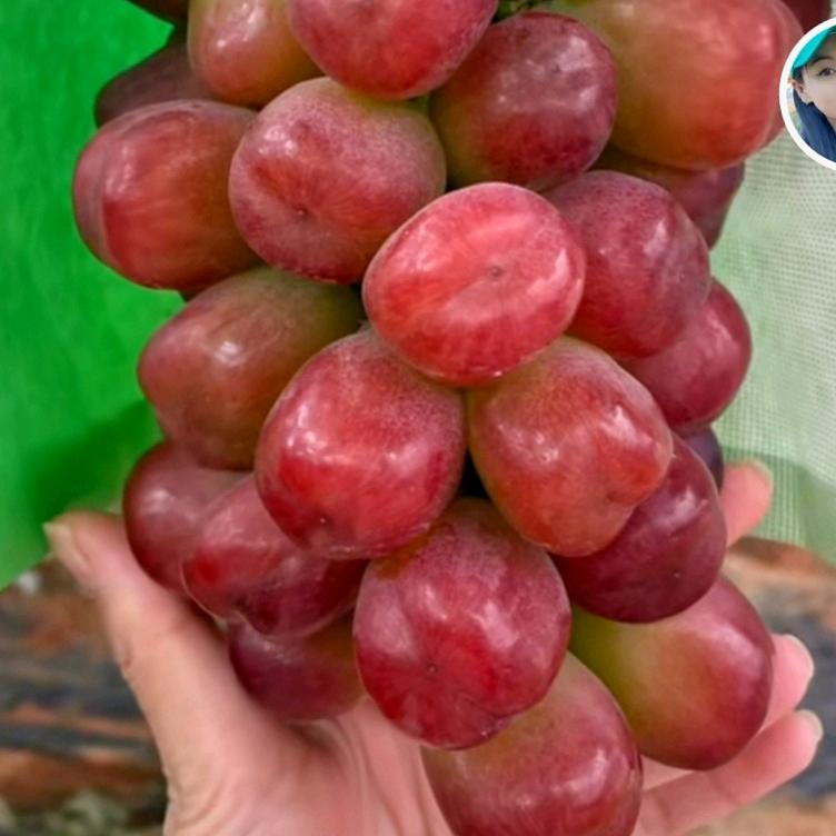 雪峰葡萄采摘园《不定时直播》抖音