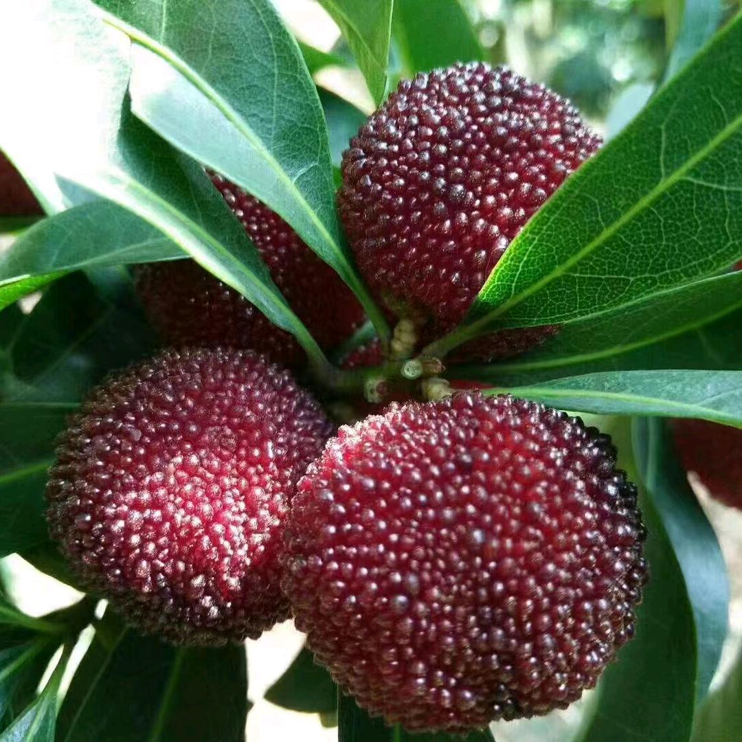 李家庄生态杨梅园