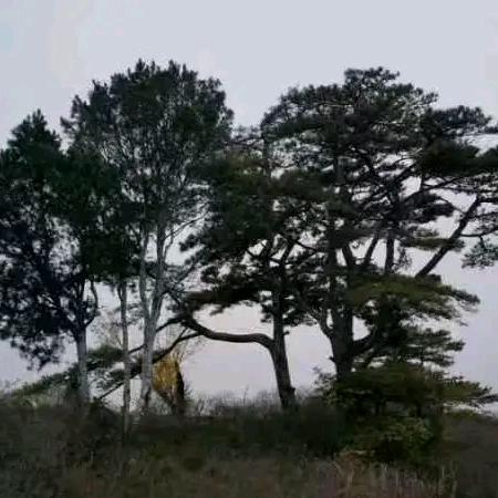 海阔天空🐒🐯🐉