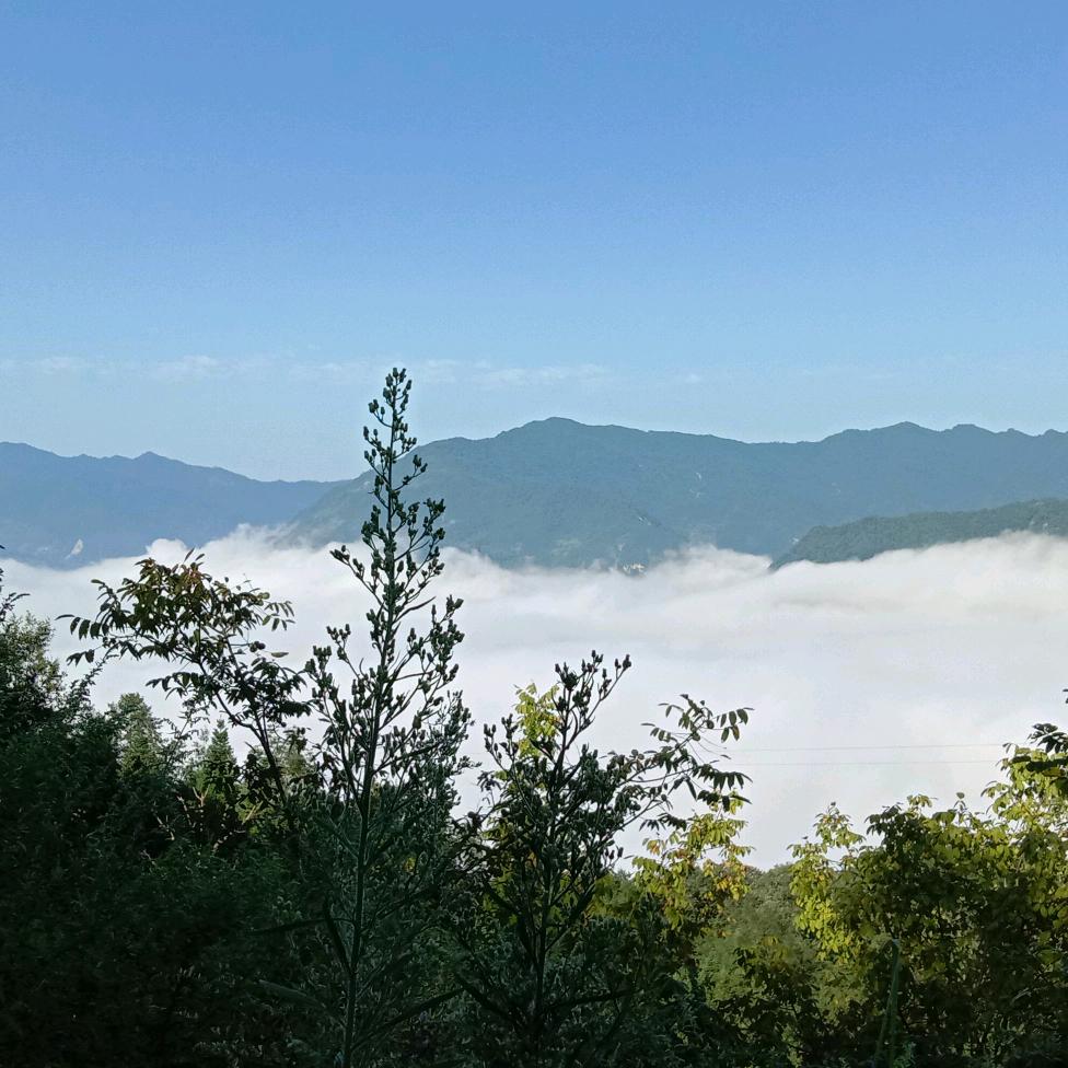 御邸*气灸养生*本草