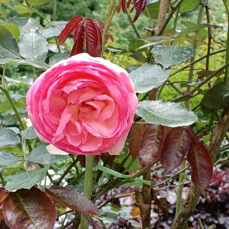 已看淡～冷暖自知。