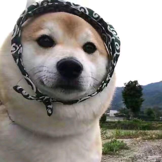 大鱼