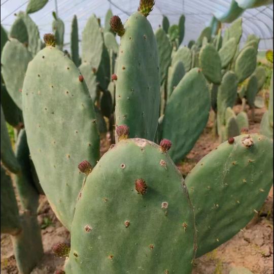荟之晨露芦荟，仙人掌🌵美容养生兰兰