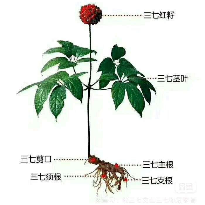 金沙人家
