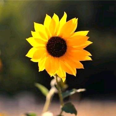 向阳而生🌼