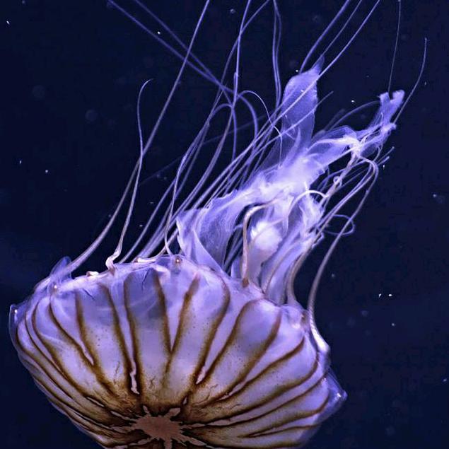开森