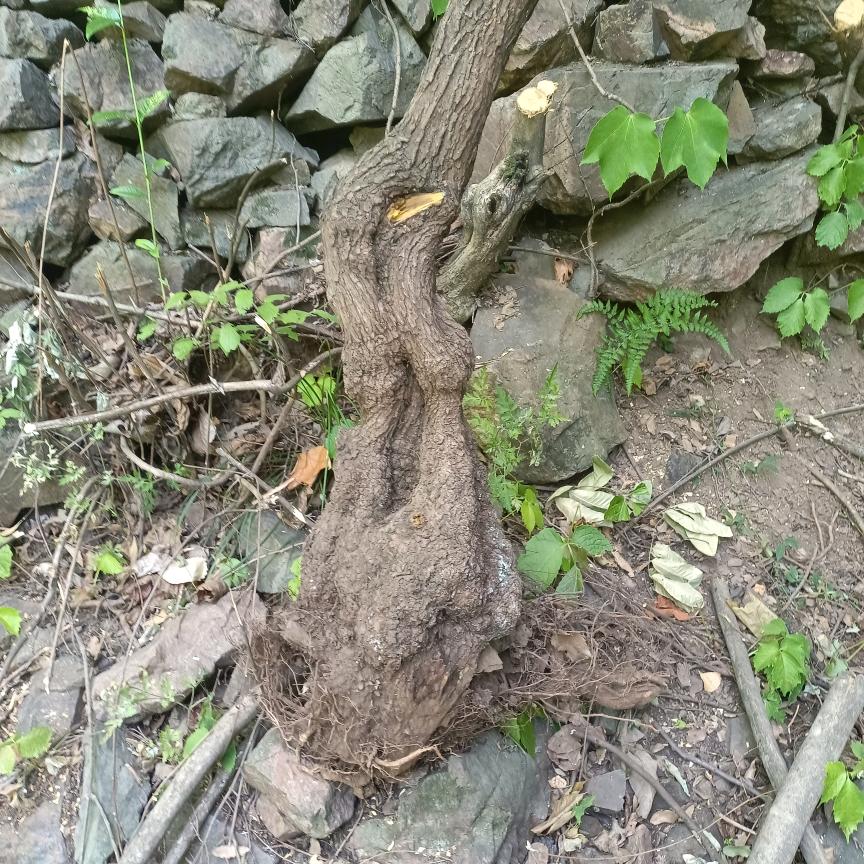 风雨不足