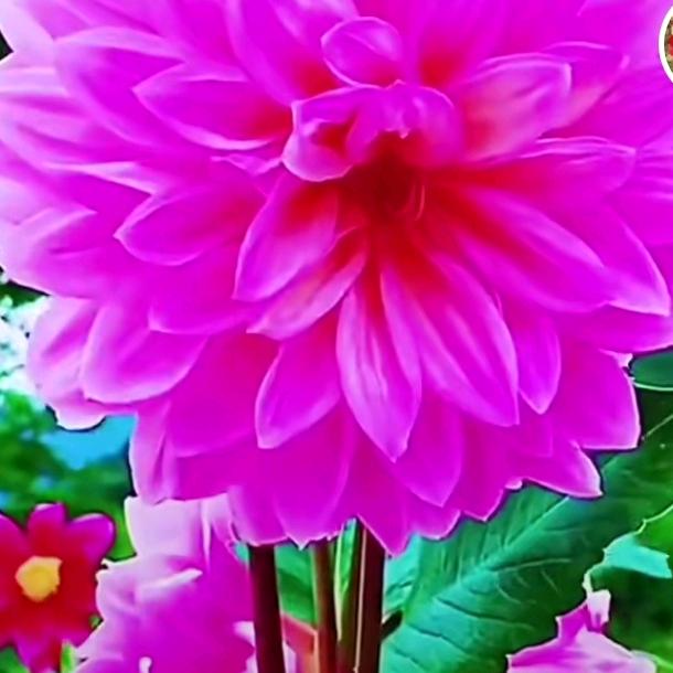 水仙花
