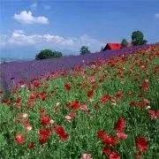 蝶梦恋花