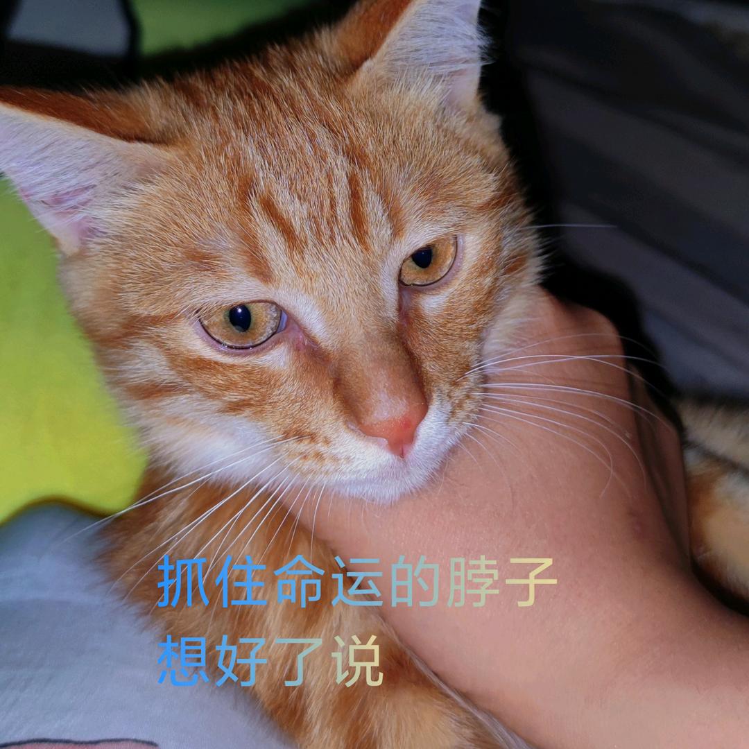 陈少为废废