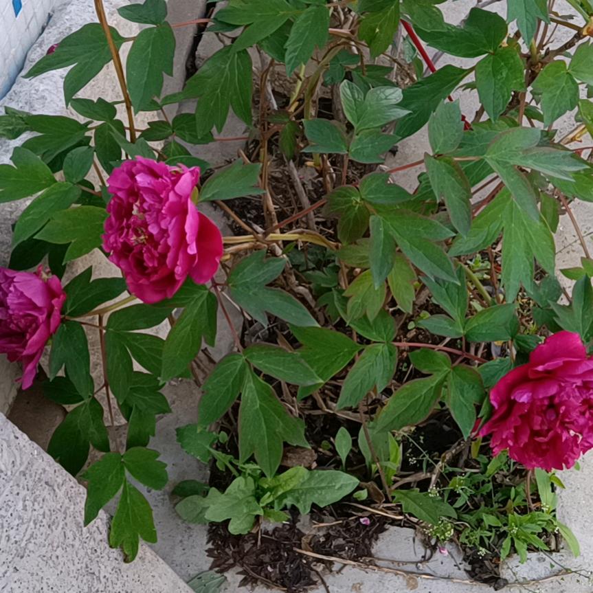 幸福的女人