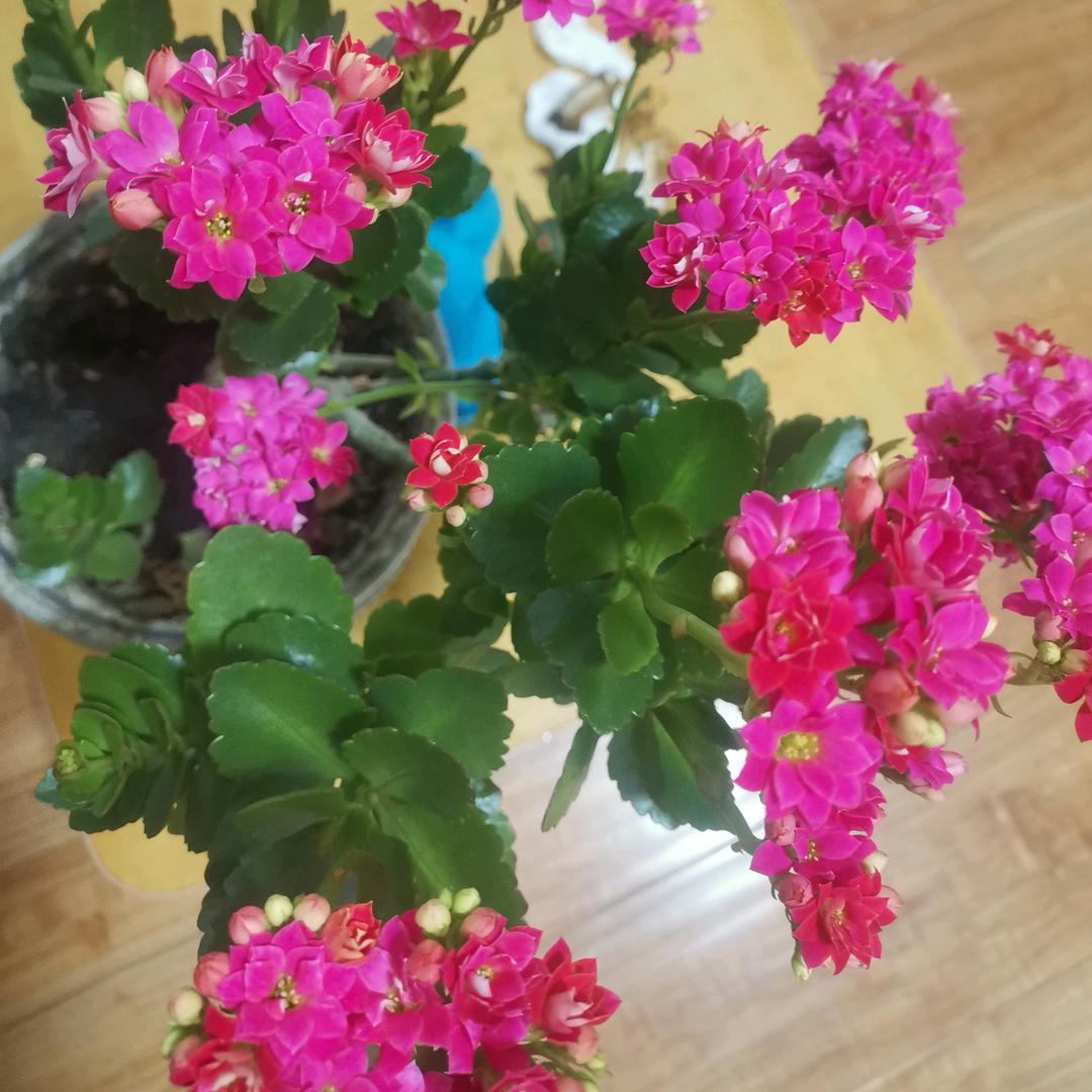 记录生活得梅姐