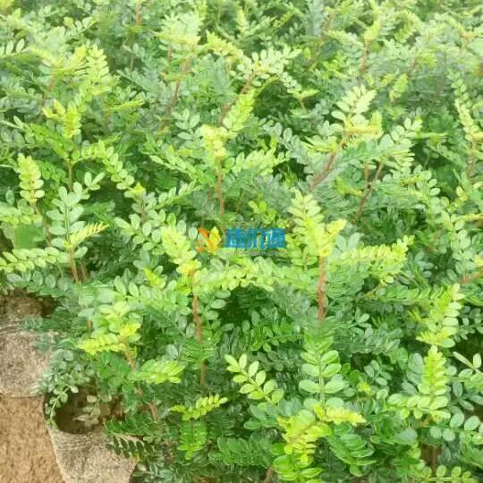 苗园绿化生产基地