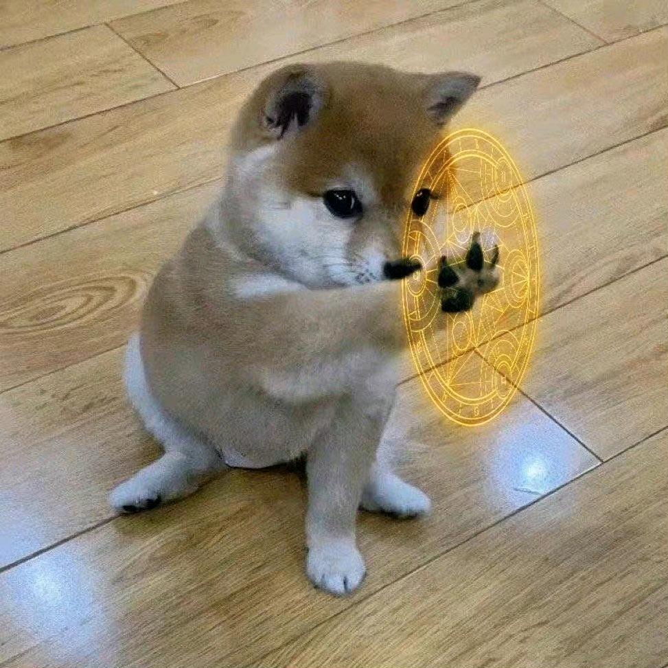 狗狗爱吃蛋炒饭