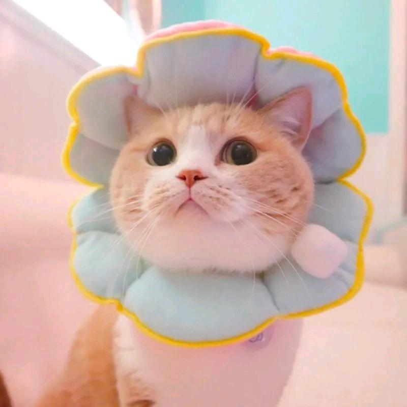 ⭐星期天不上发条