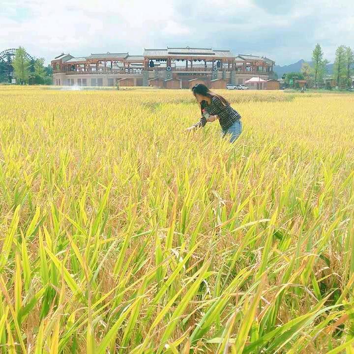 豆豆