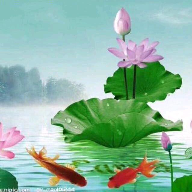 一叶清新