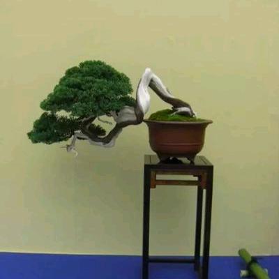 老卉长花卉