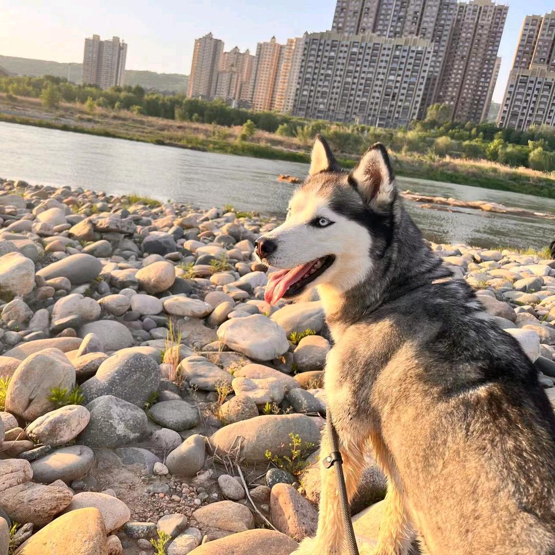 杨小白