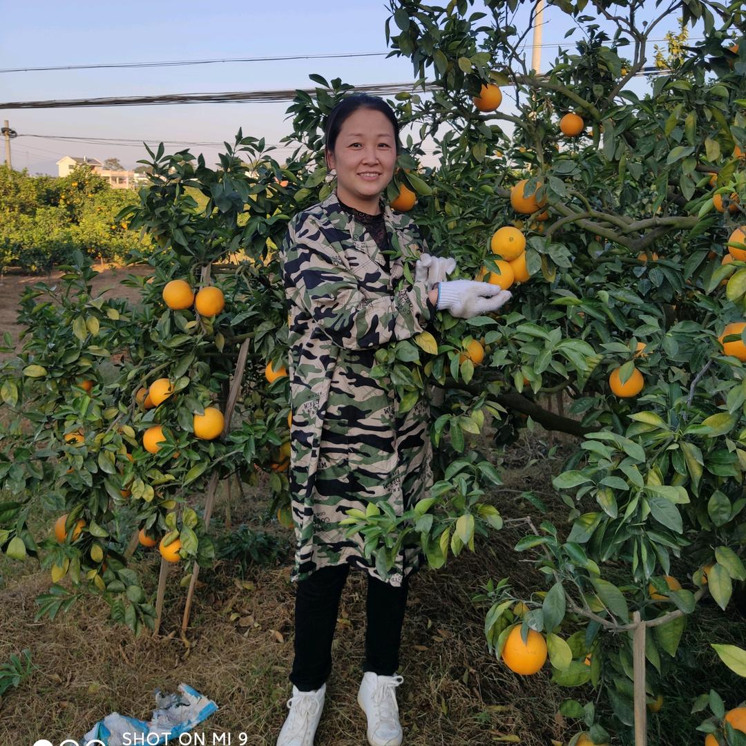 食聪亮果业优选