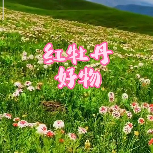 红牡丹（好物在橱窗）