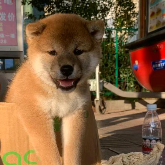 执着一生