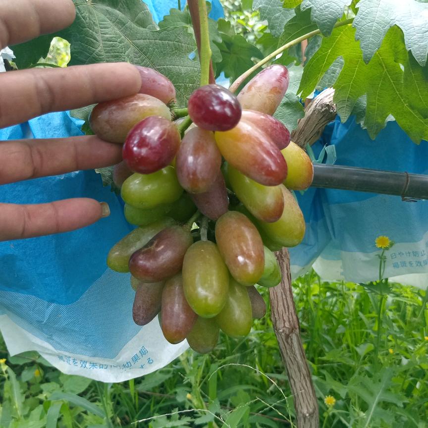 ℳঞ ꦿ李᭄℘⸙