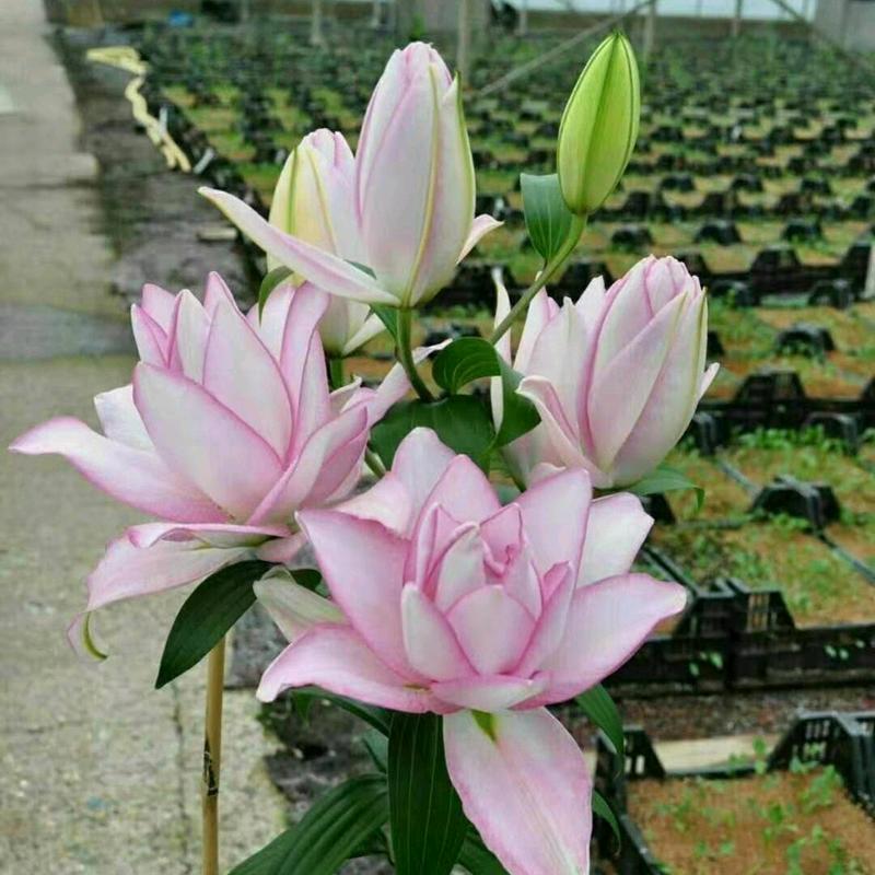 溪小姐的花园