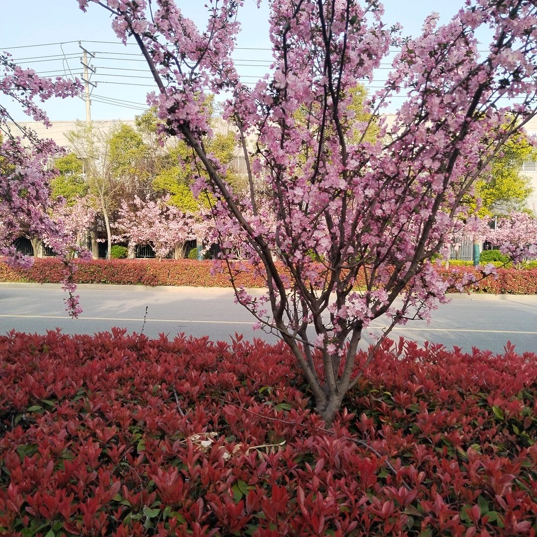 孬
