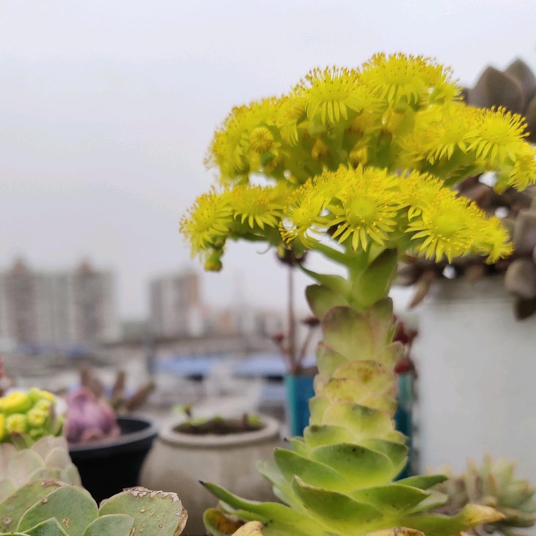 蓝莲花33