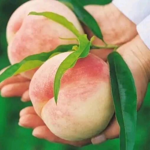 吴中区临湖曹冰杰家庭农场