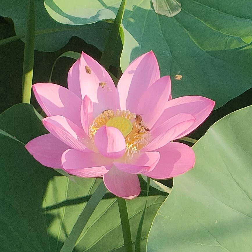 小阿丽
