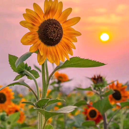 一级棒品质潮鞋