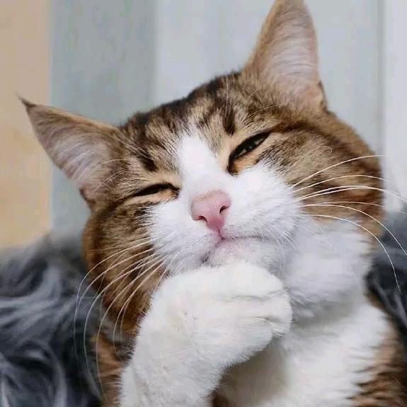 Fancy摆烂的那些日子