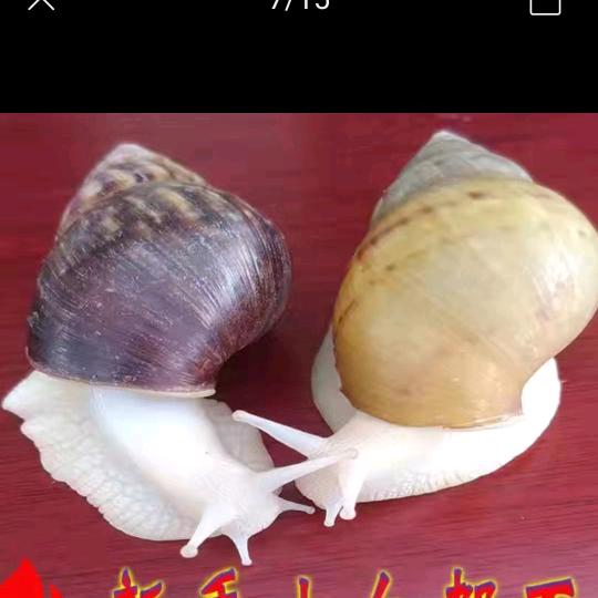 骑着蜗牛去上海
