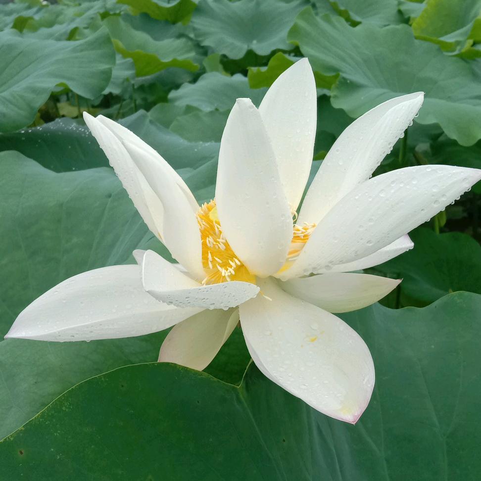 金元农场
