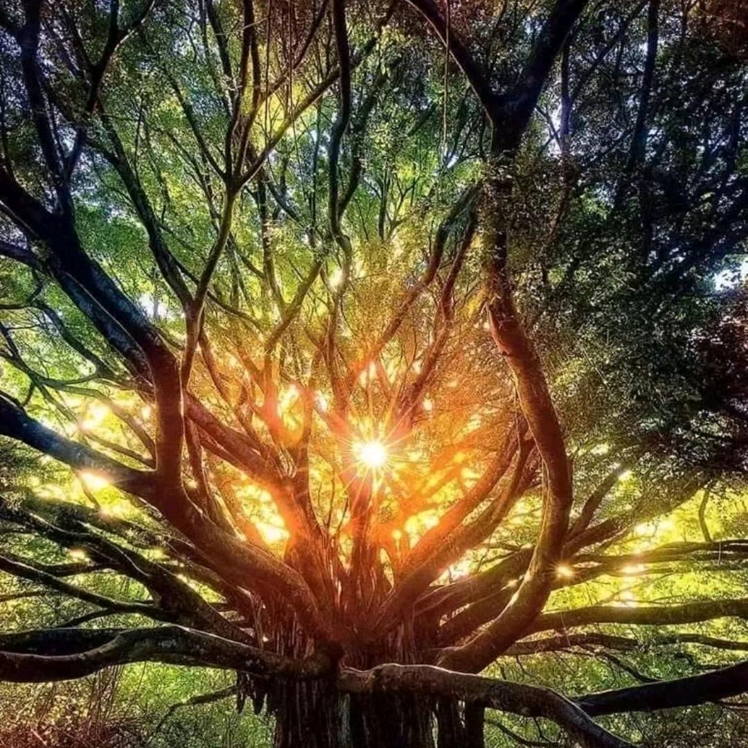 阿卡西记录阅读疗愈师