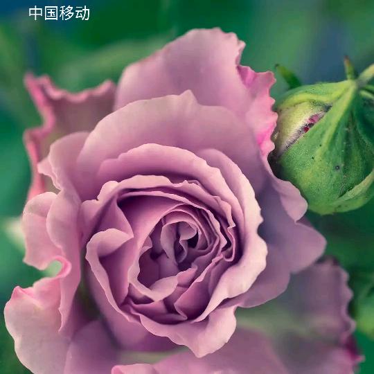 吴家四夫人