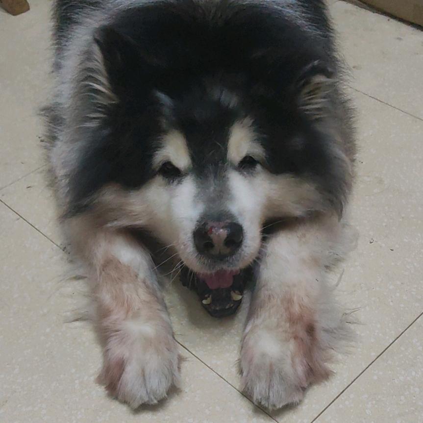 永思🐶念远✨🍀