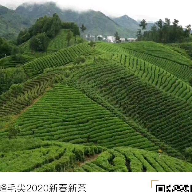 固始土特产