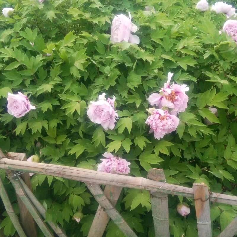 阳光（拒连赞