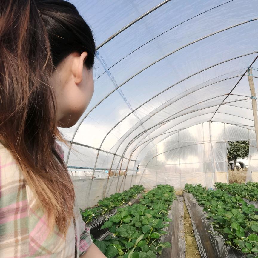 汨罗上马草莓园（伍市分园）