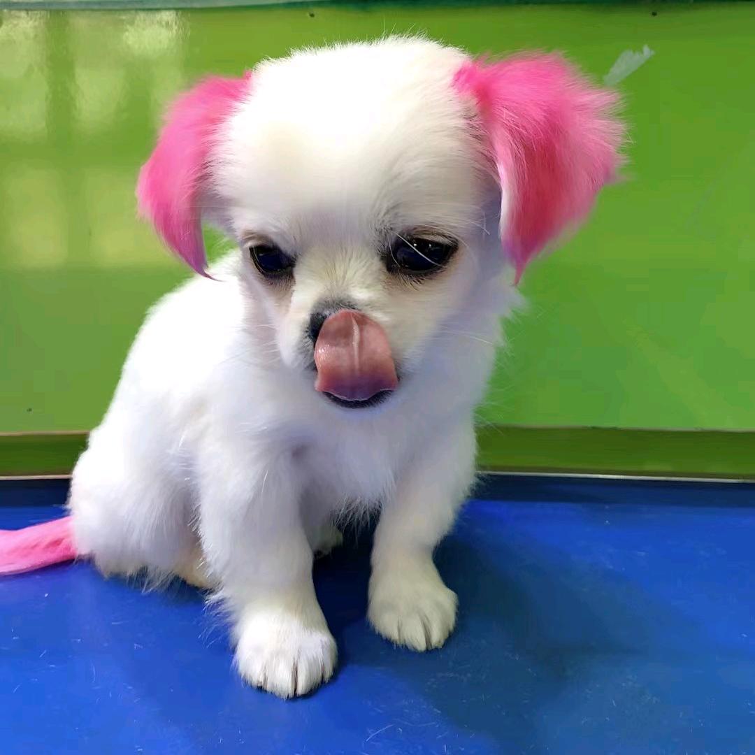 喵大仙流浪狗救助中心