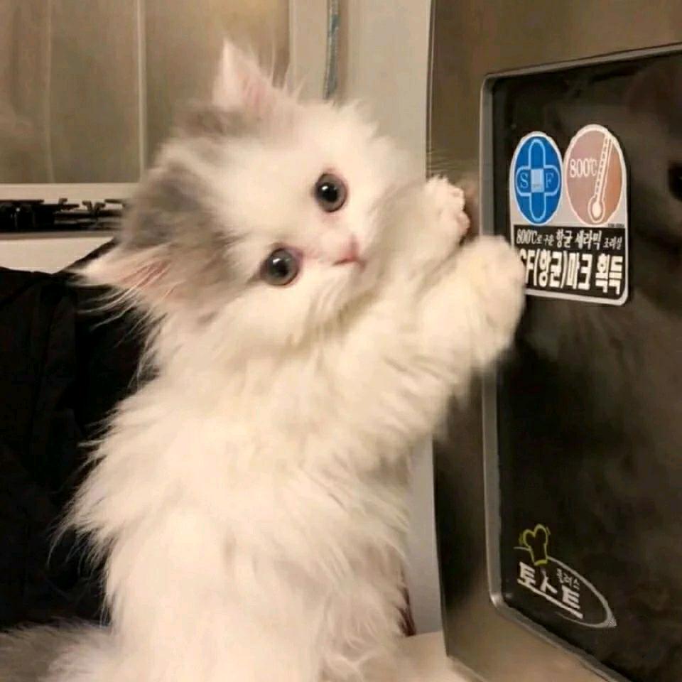 木木