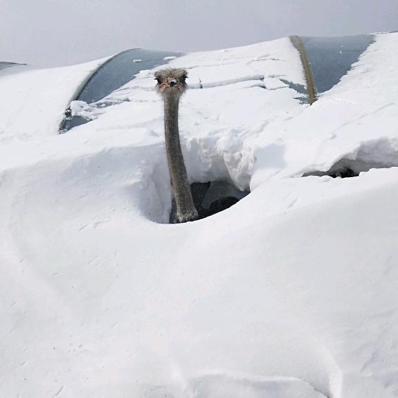 虎林国发鸵鸟孔雀松鼠