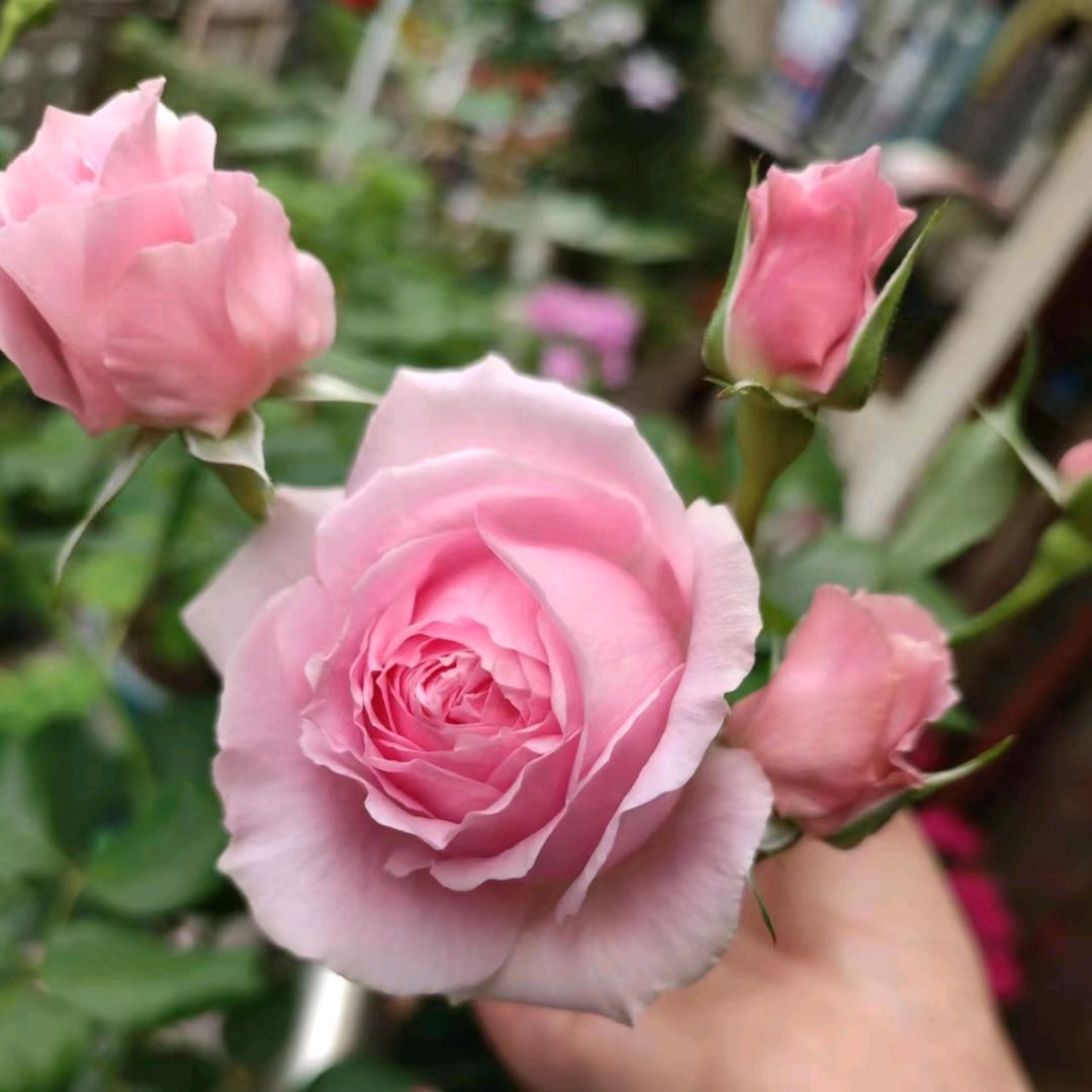 姐姐爱养花花
