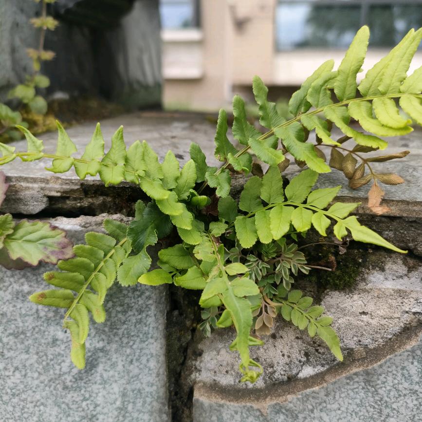 香城.娟姐