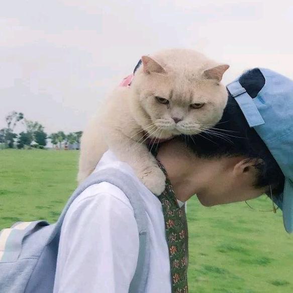 小猪哈皮