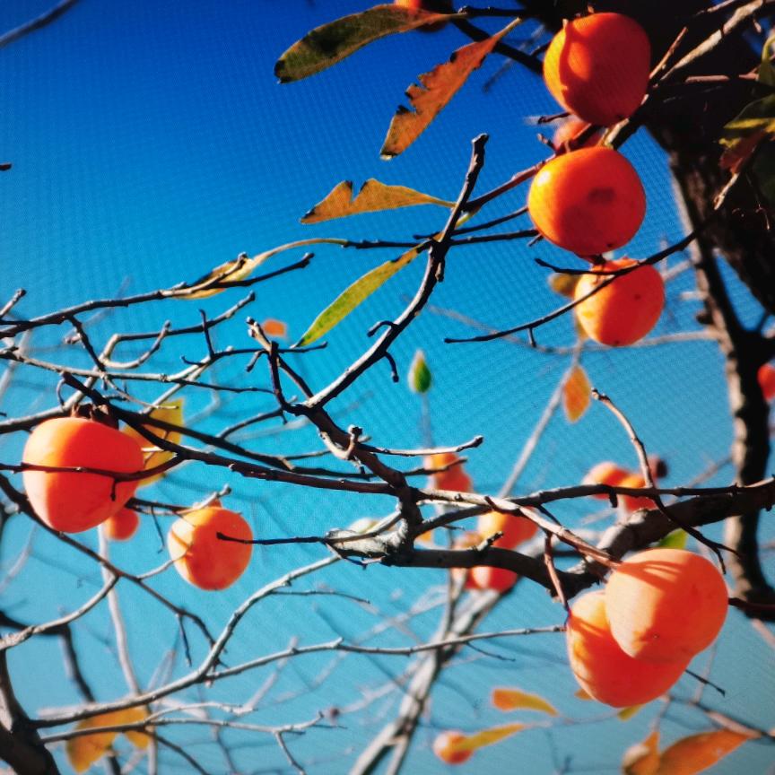 竹林茶话